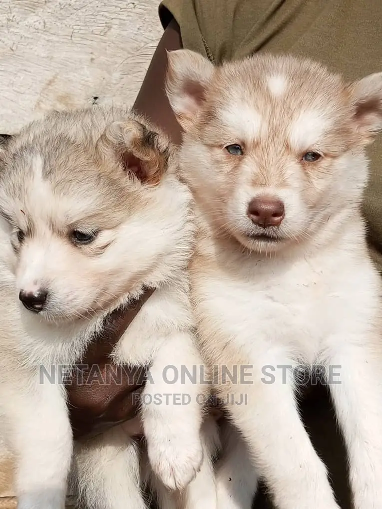 1-3 months Male Purebred Siberian Husky