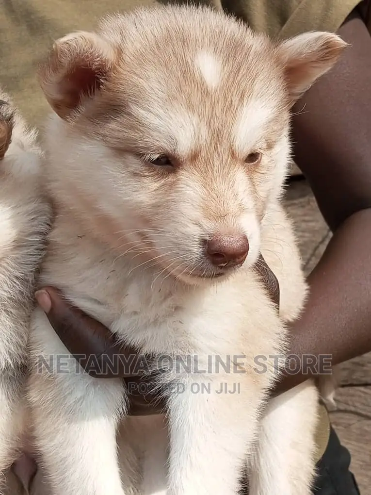 1-3 months Male Purebred Siberian Husky