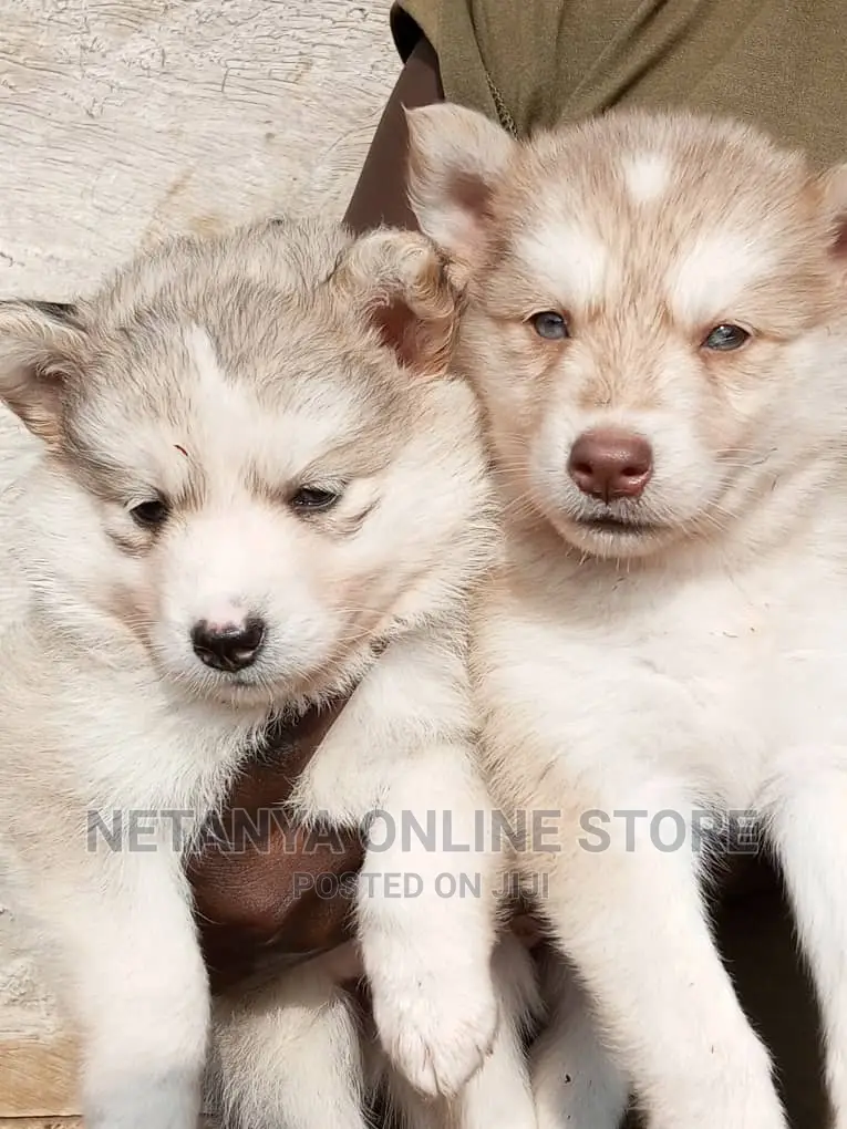1-3 months Male Purebred Siberian Husky