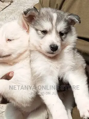 1-3 months Male Purebred Siberian Husky