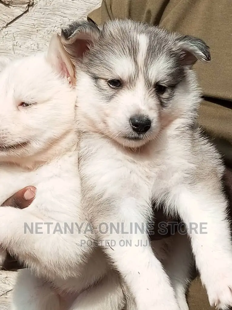 1-3 months Male Purebred Siberian Husky