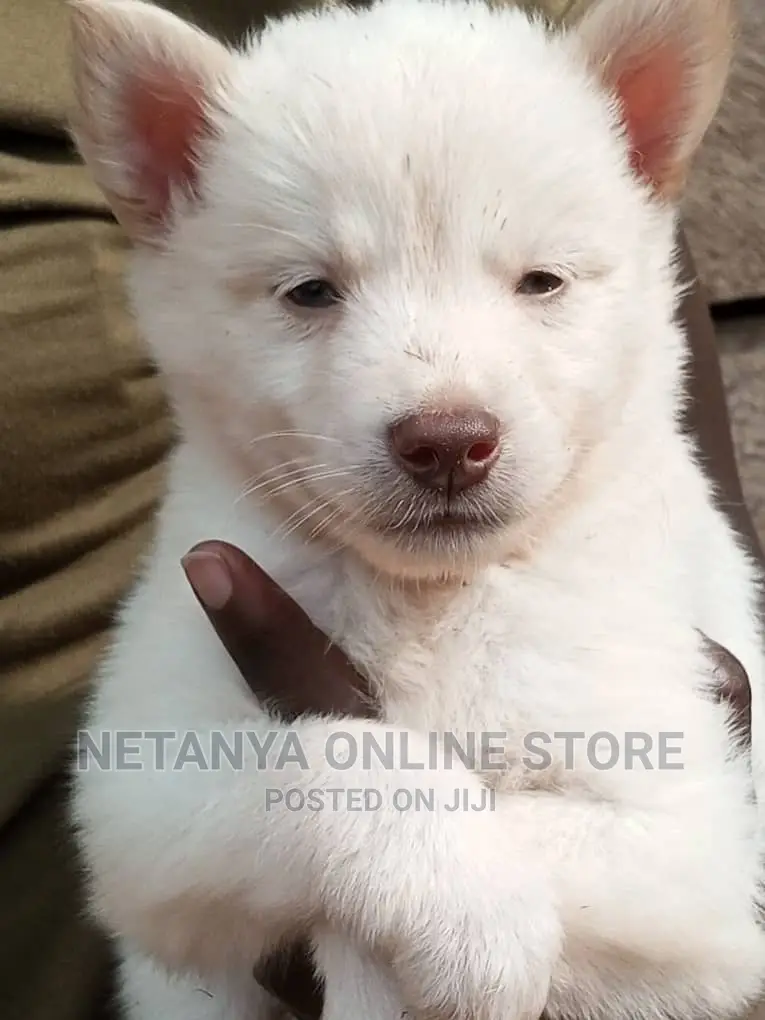 1-3 months Male Purebred Siberian Husky