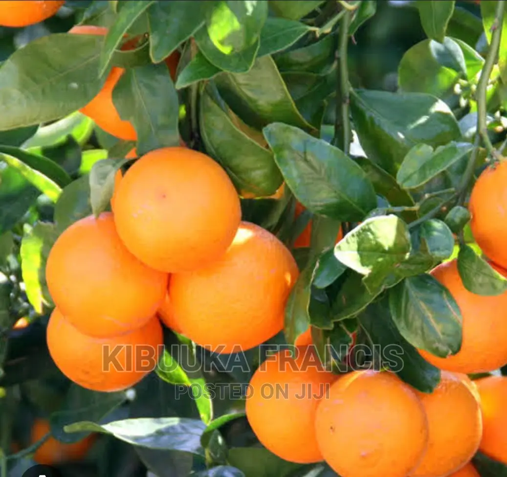 South African Pixie Orange Seedlings for Sale