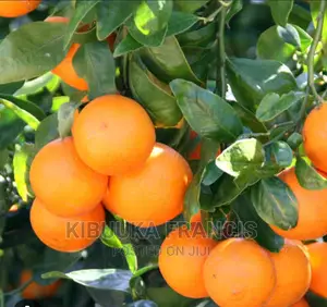 South African Pixie Orange Seedlings for Sale