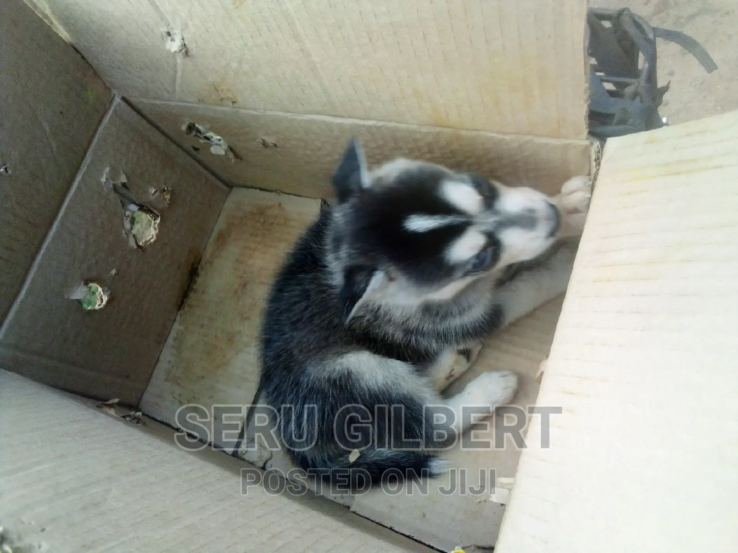 0-1 month Male Purebred Siberian Husky