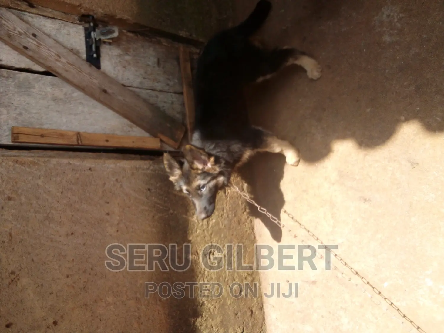 1-3 months Male Purebred German Shepherd