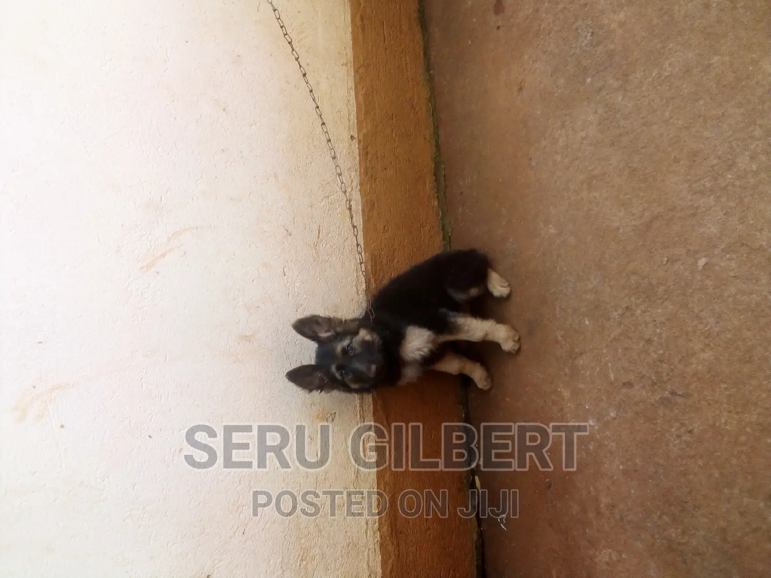 1-3 months Male Purebred German Shepherd