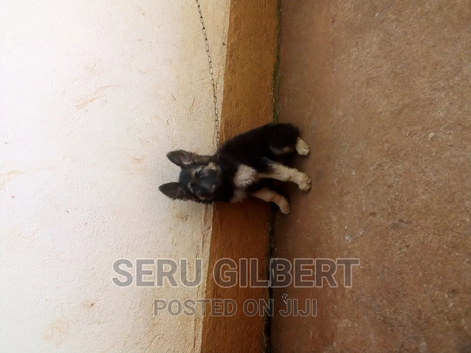 0-1 month Female Purebred German Shepherd