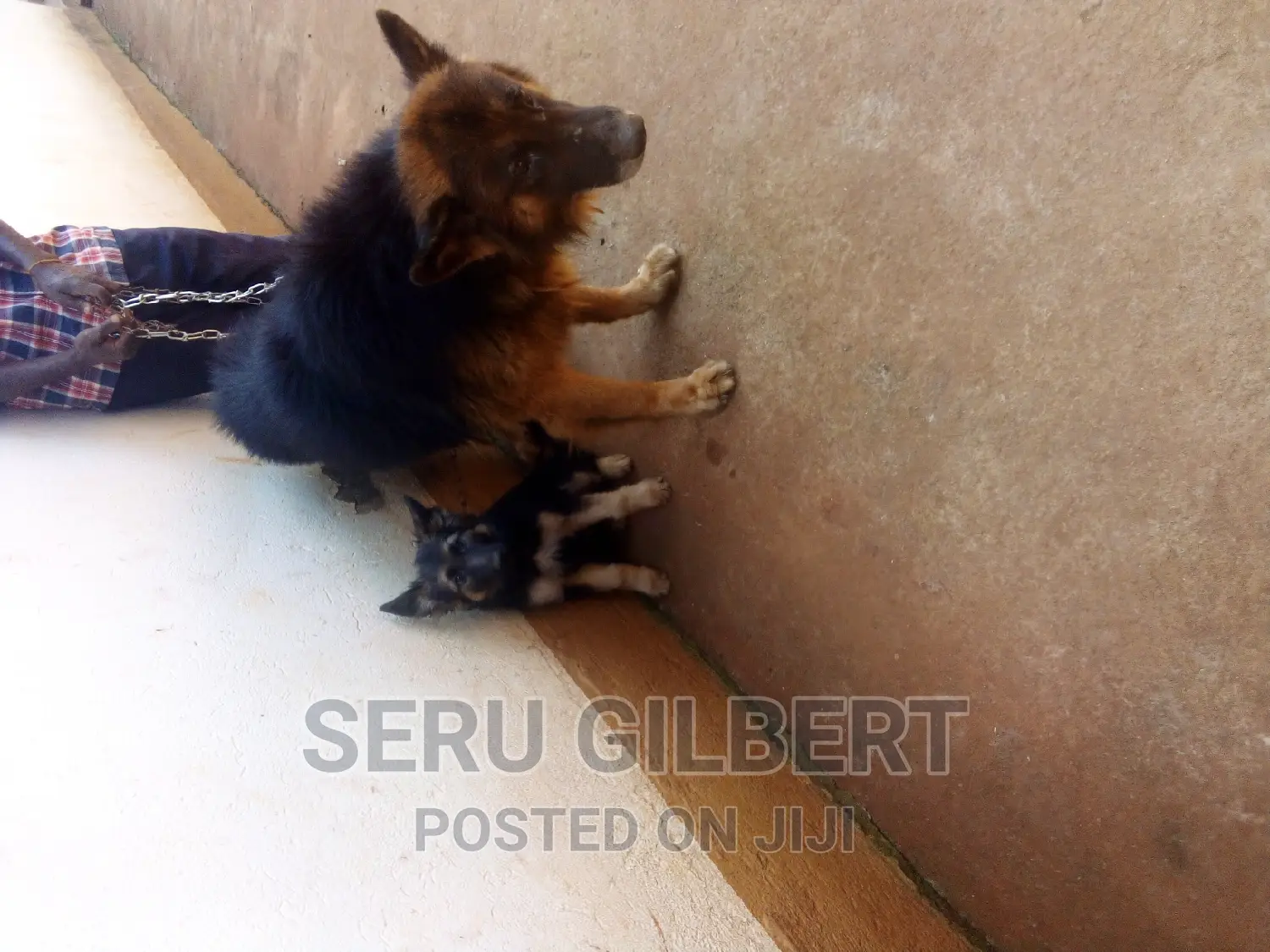 1-3 months Male Purebred German Shepherd