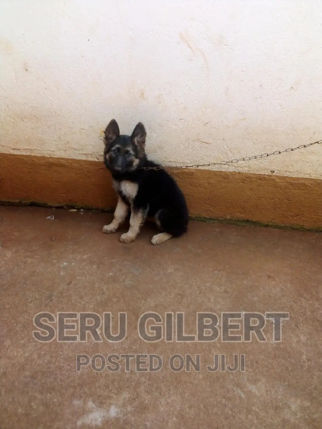 0-1 month Male Purebred German Shepherd