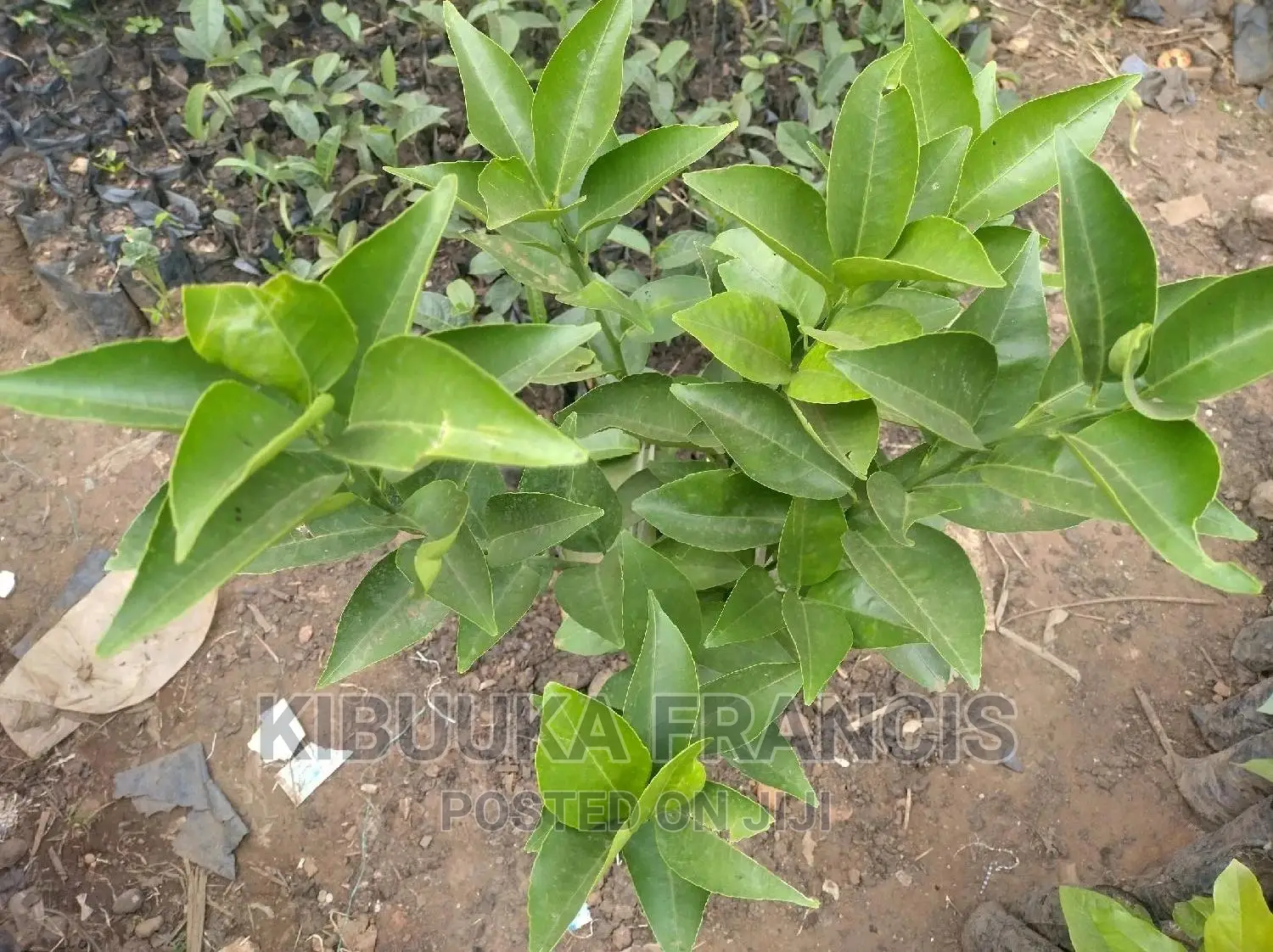 South African Pixie Orange Seedlings for Sale