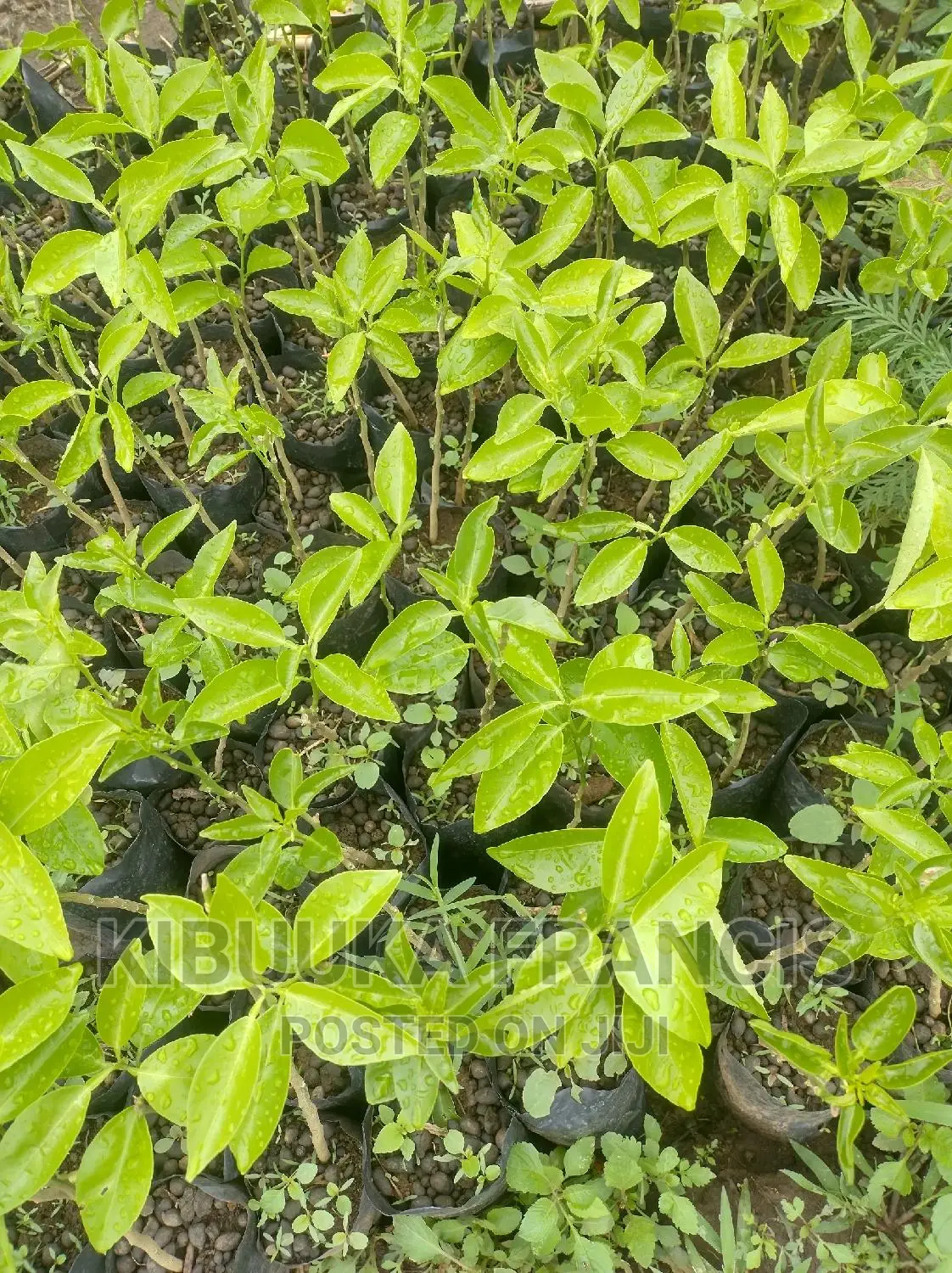 South African Pixie Orange Seedlings for Sale