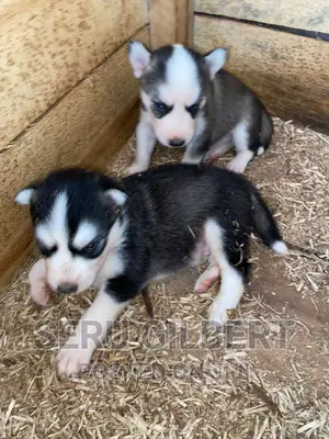 0-1 month Male Purebred Siberian Husky
