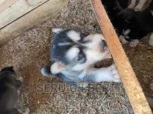 0-1 month Male Purebred Siberian Husky