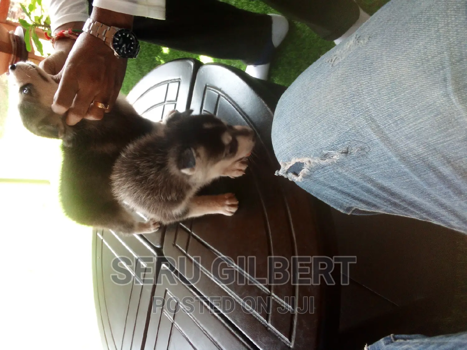 0-1 month Male Purebred Siberian Husky