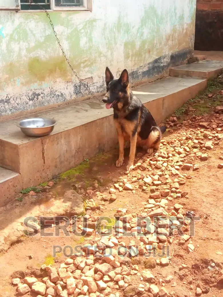 1-3 months Female Purebred German Shepherd