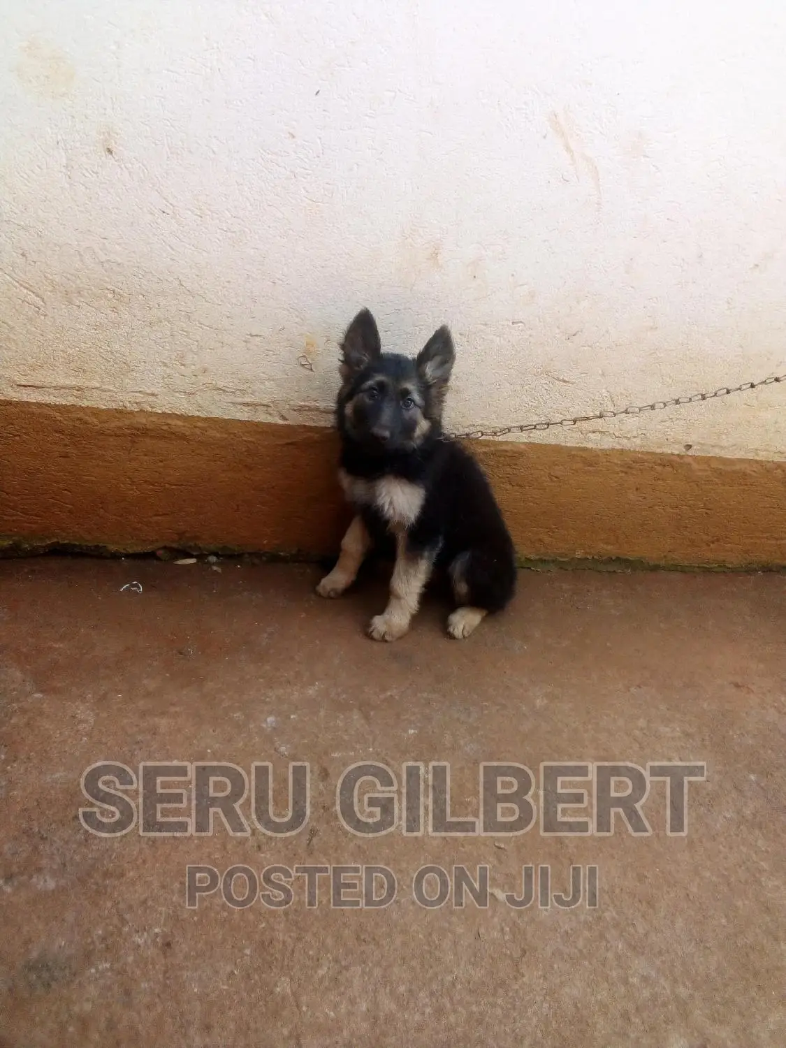 1-3 months Male Purebred German Shepherd