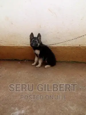 1-3 months Male Purebred German Shepherd