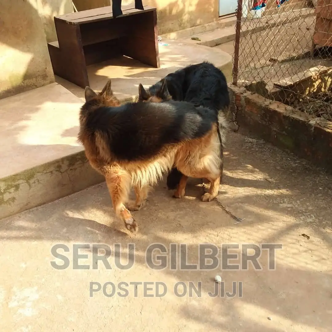 1-3 months Male Purebred German Shepherd