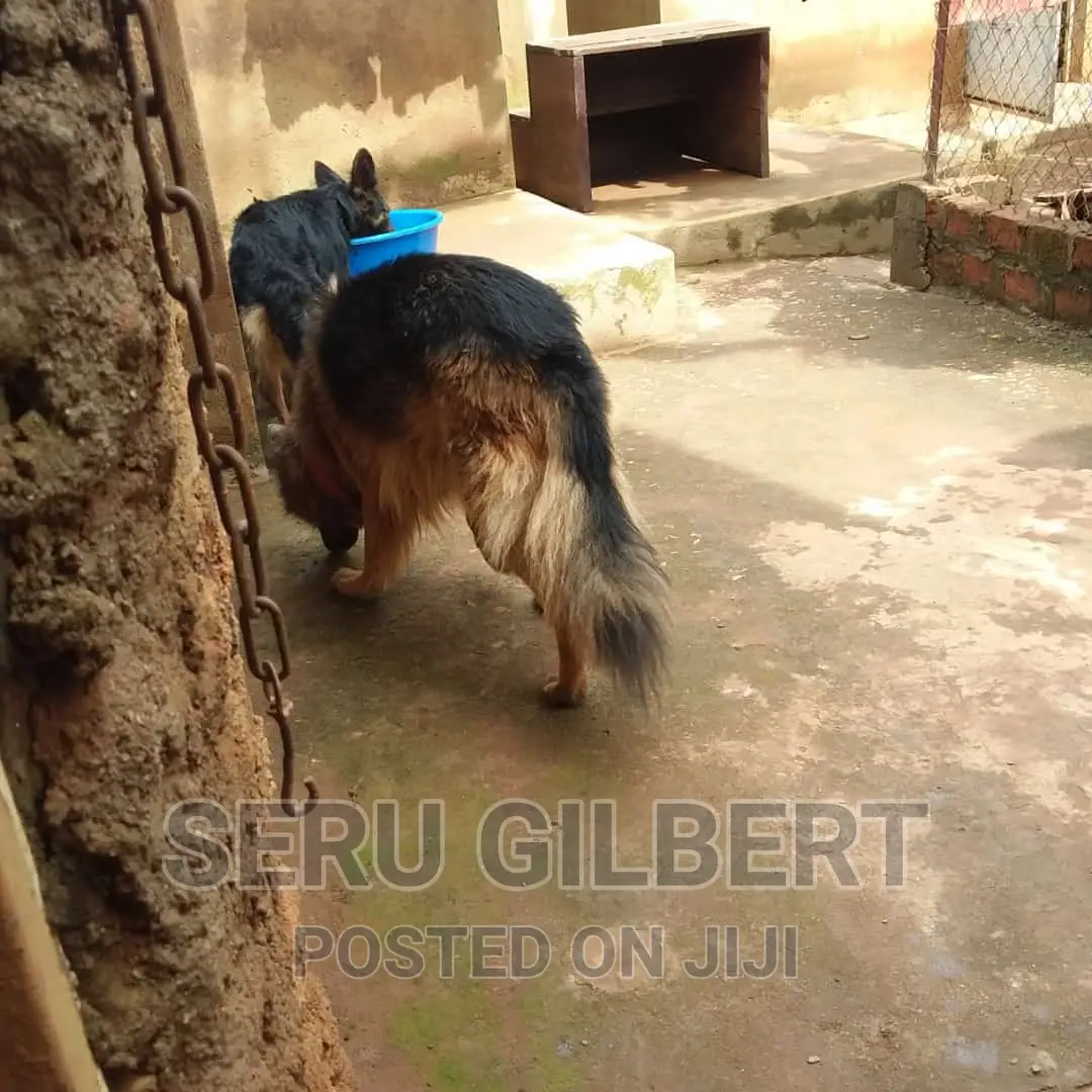 6-12 months Male Purebred German Shepherd