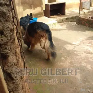 6-12 months Male Purebred German Shepherd
