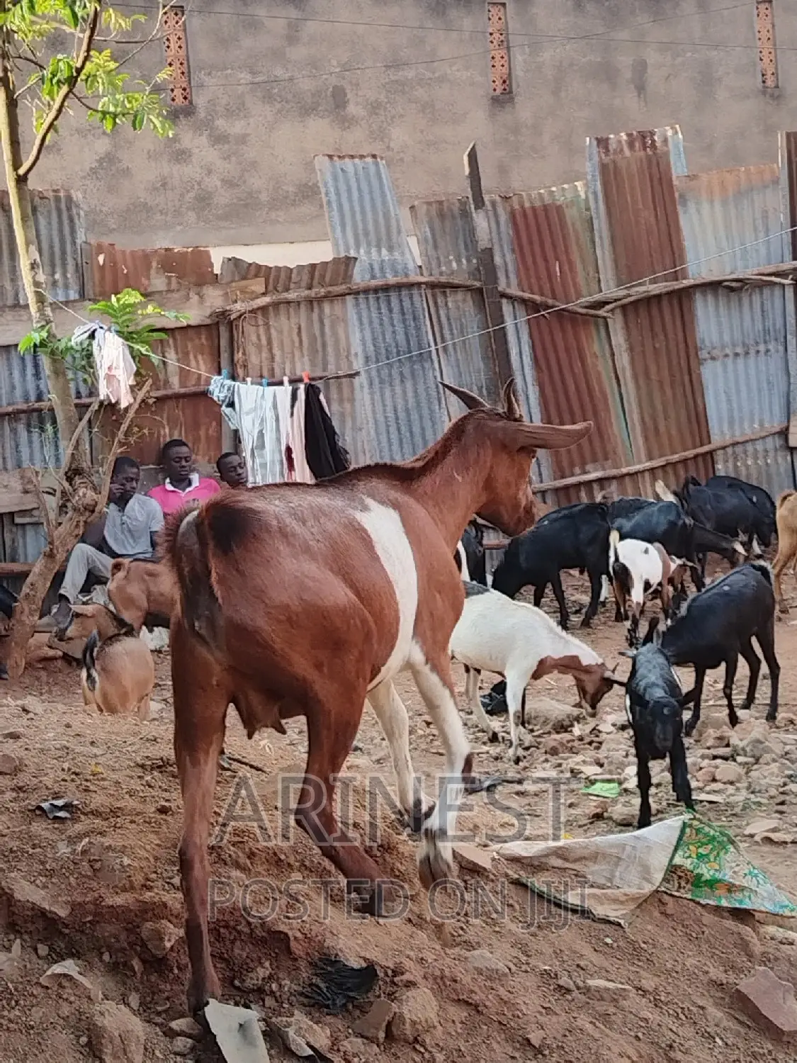 Savanna Femaleee