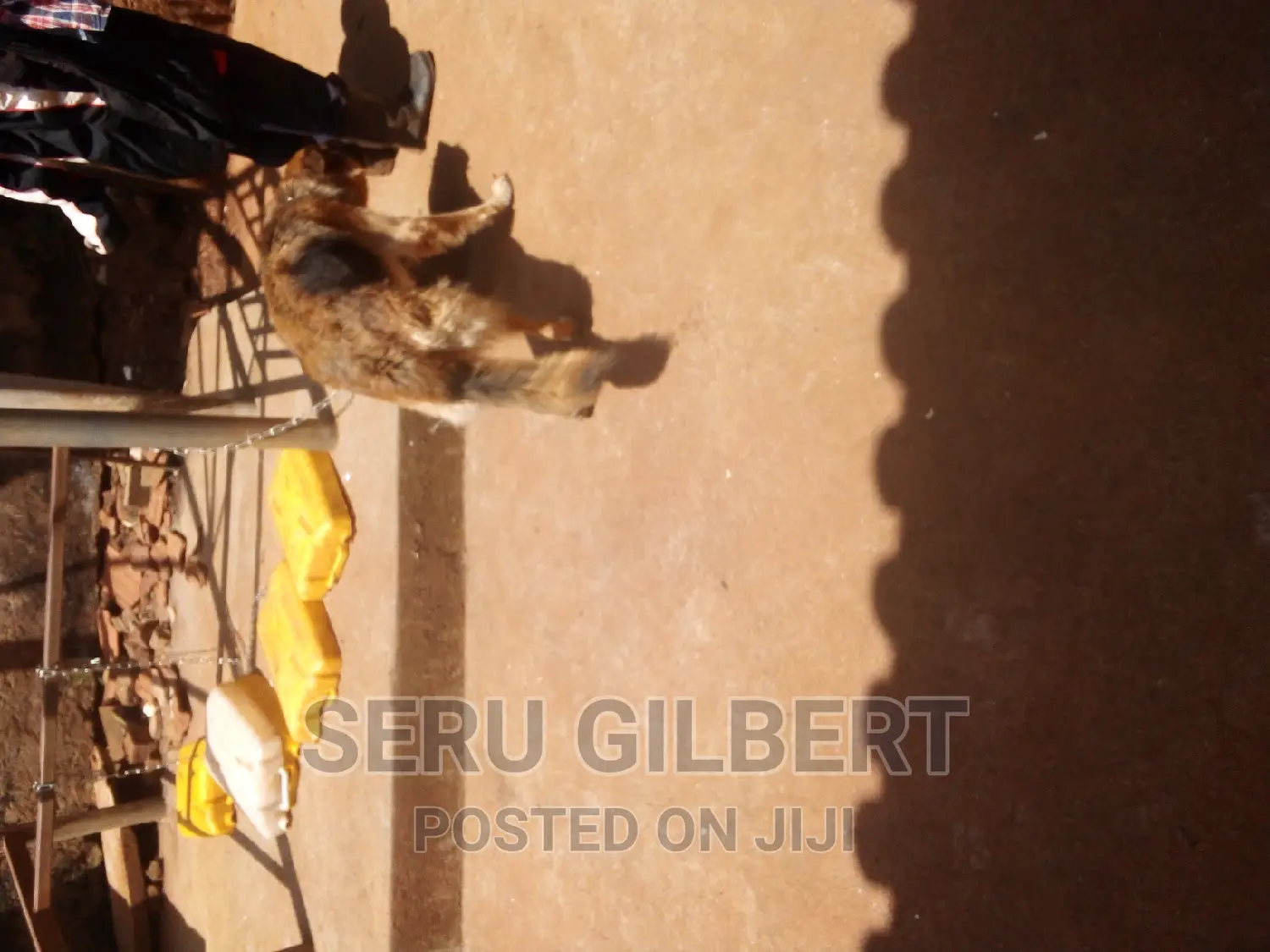 6-12 months Female Purebred German Shepherd
