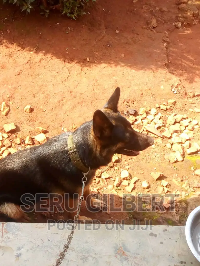 3-6 months Male Purebred German Shepherd
