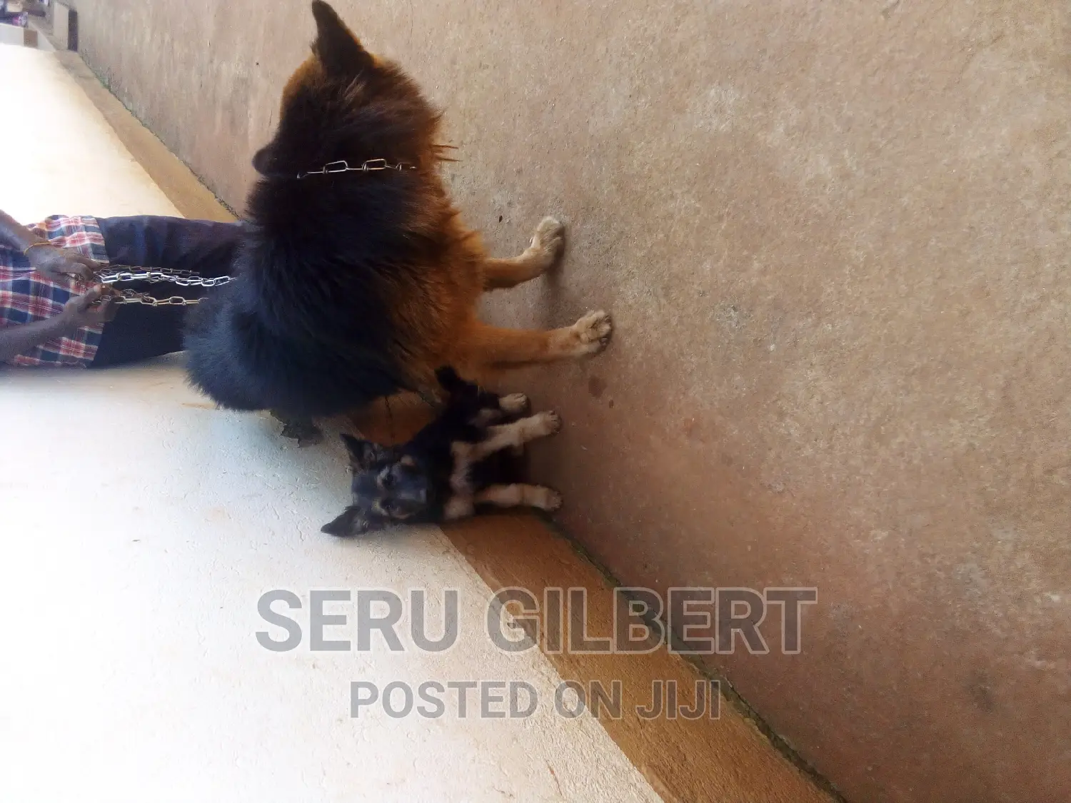 1-3 months Male Purebred German Shepherd