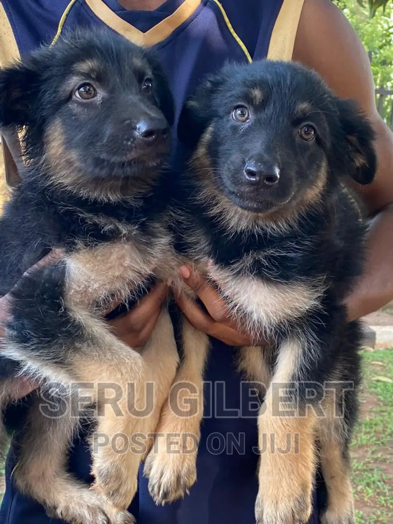 1-3 months Male Purebred German Shepherd