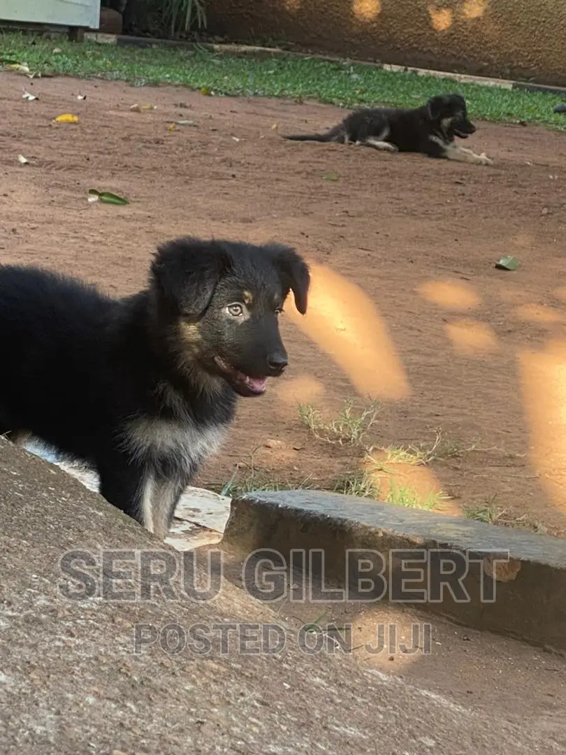 1-3 months Male Purebred German Shepherd