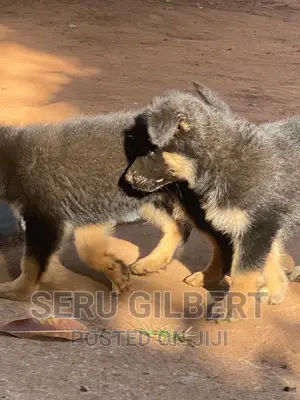 1-3 months Female Purebred German Shepherd
