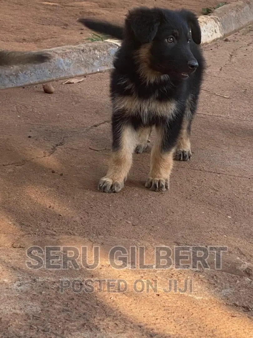 3-6 months Male Purebred German Shepherd