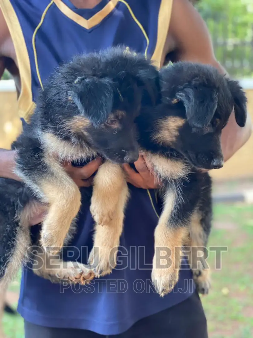 1-3 months Male Purebred German Shepherd
