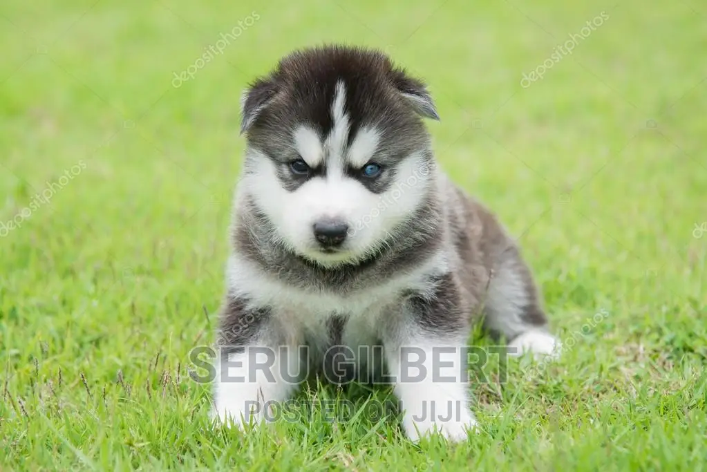 1-3 months Male Purebred Siberian Husky