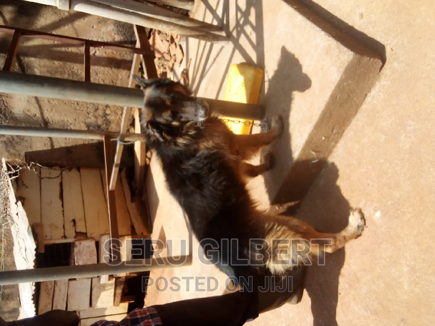 6-12 months Male Purebred German Shepherd