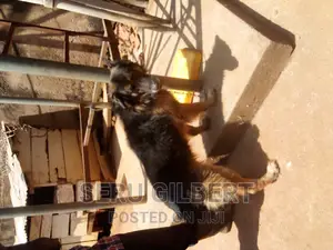 6-12 months Male Purebred German Shepherd