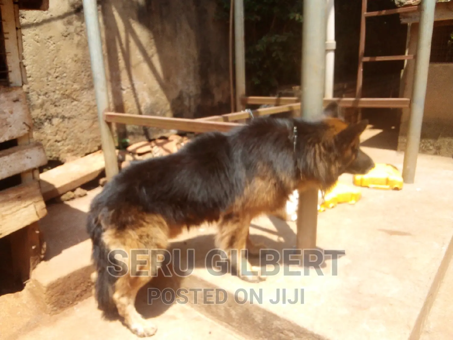 6-12 months Male Purebred German Shepherd