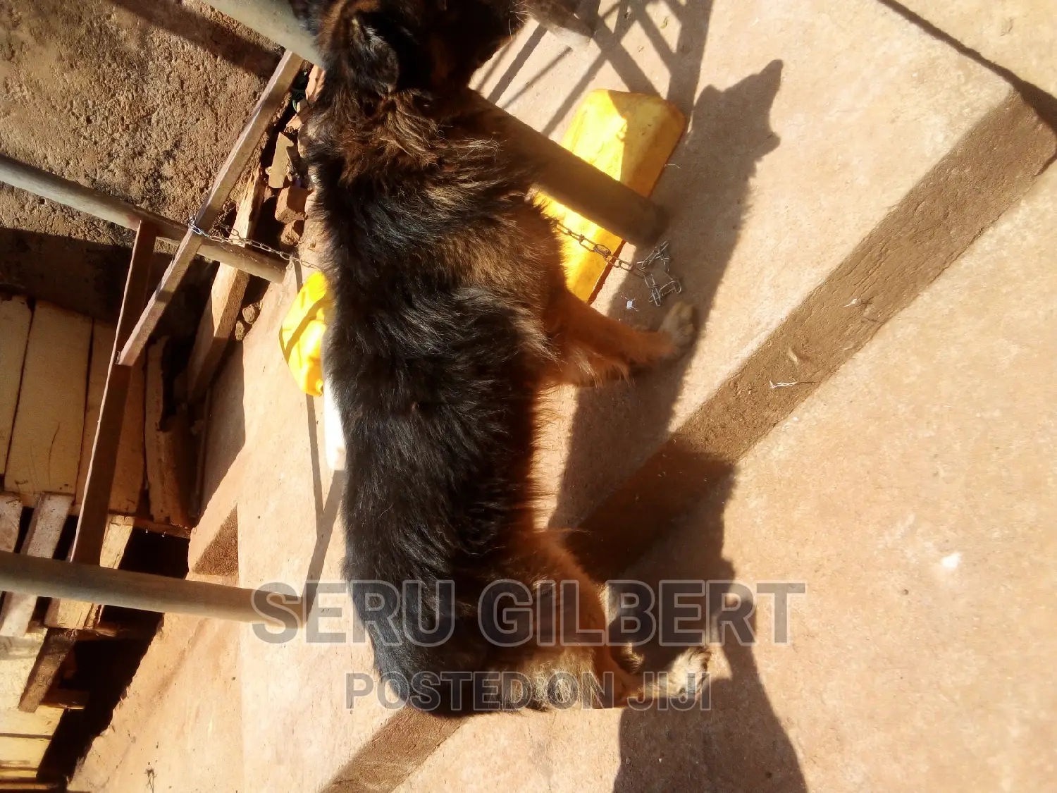 6-12 months Male Purebred German Shepherd