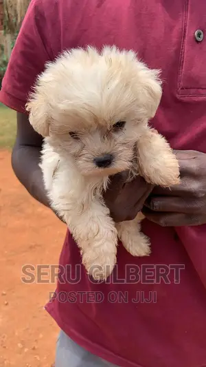 Photo - 3-6 months Male Purebred Maltese