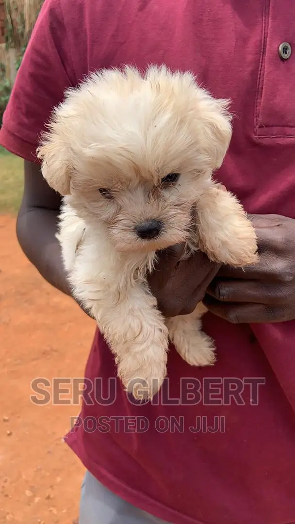 3-6 months Male Purebred Maltese