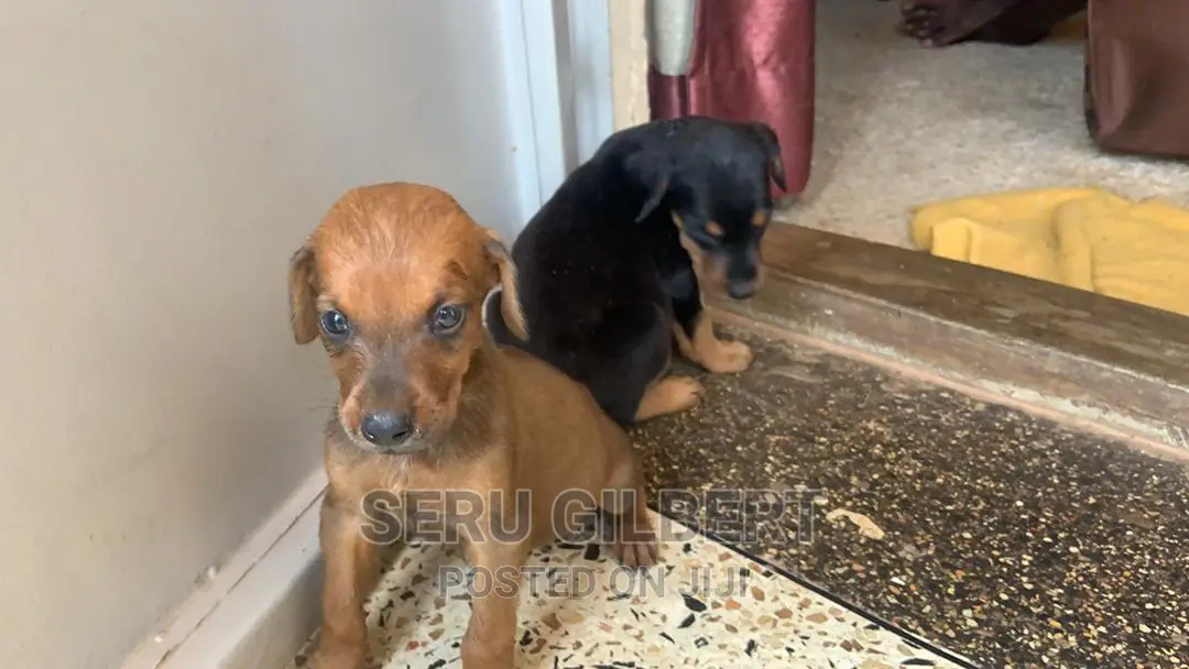 1-3 months Male Purebred Doberman Pinscher