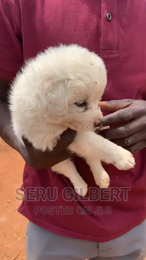 3-6 months Male Purebred Maltese