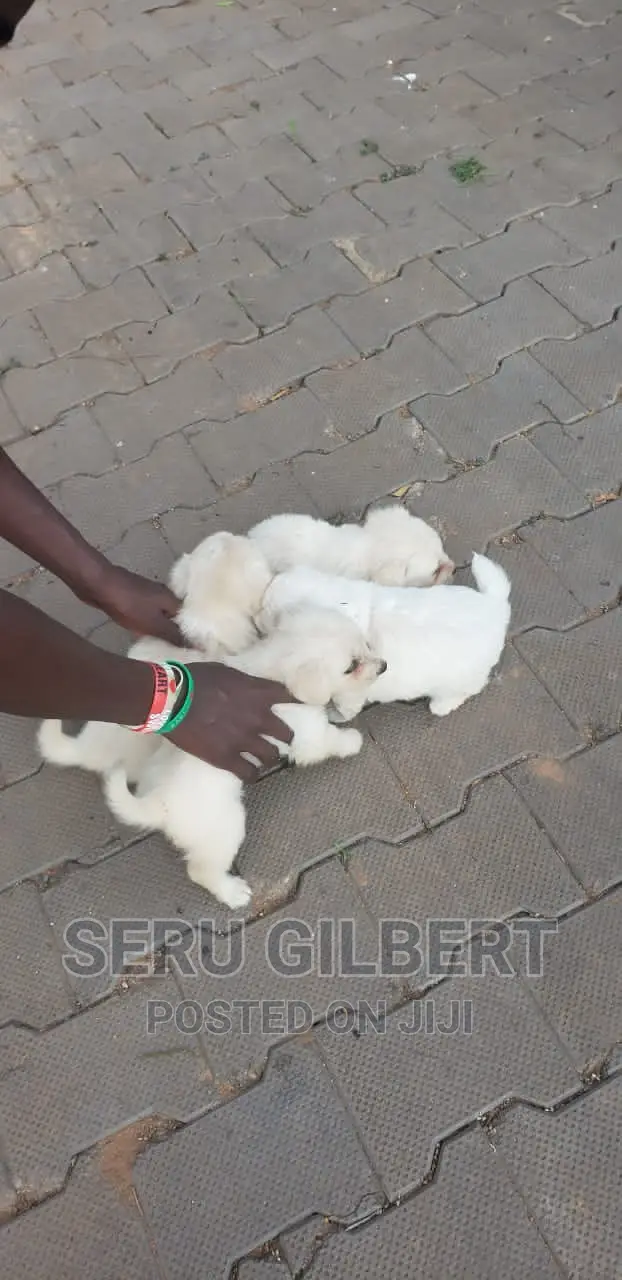 1-3 months Male Purebred Maltese