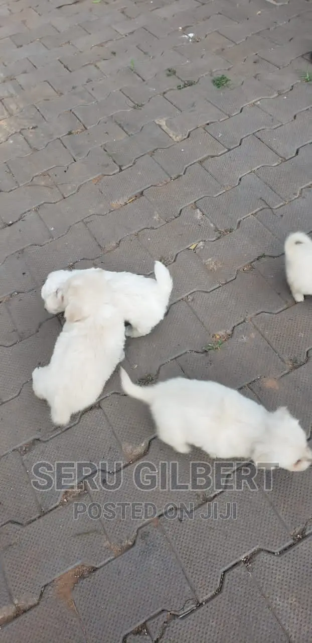 0-1 month Male Purebred Maltese