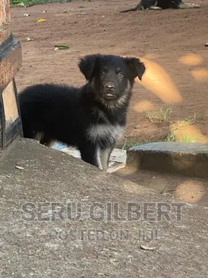 0-1 month Female Purebred German Shepherd