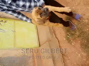 1-3 months Male Purebred Boerboel