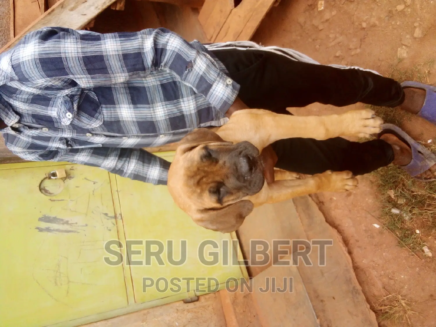 1-3 months Male Purebred Boerboel