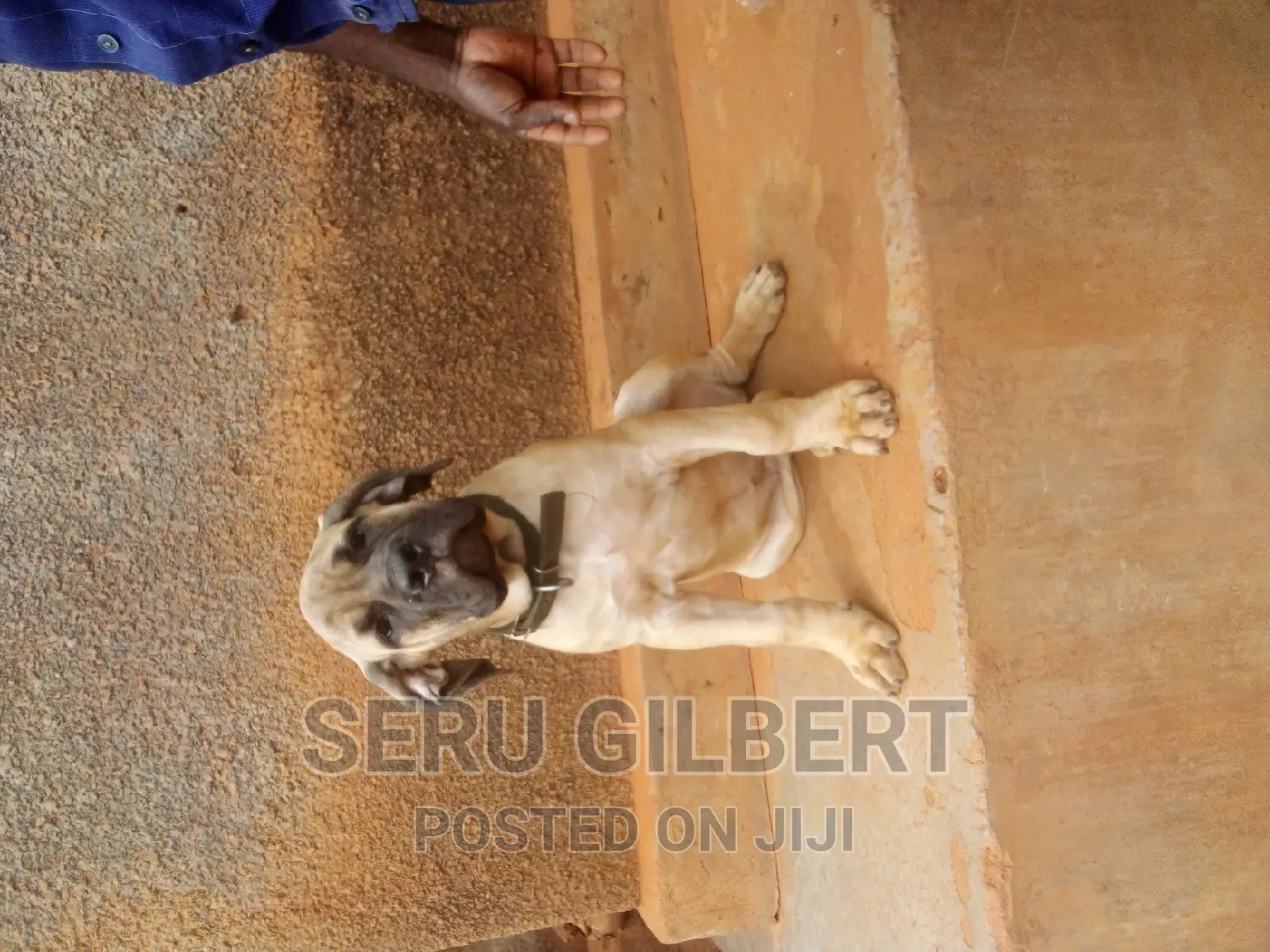 3-6 months Male Purebred Boerboel