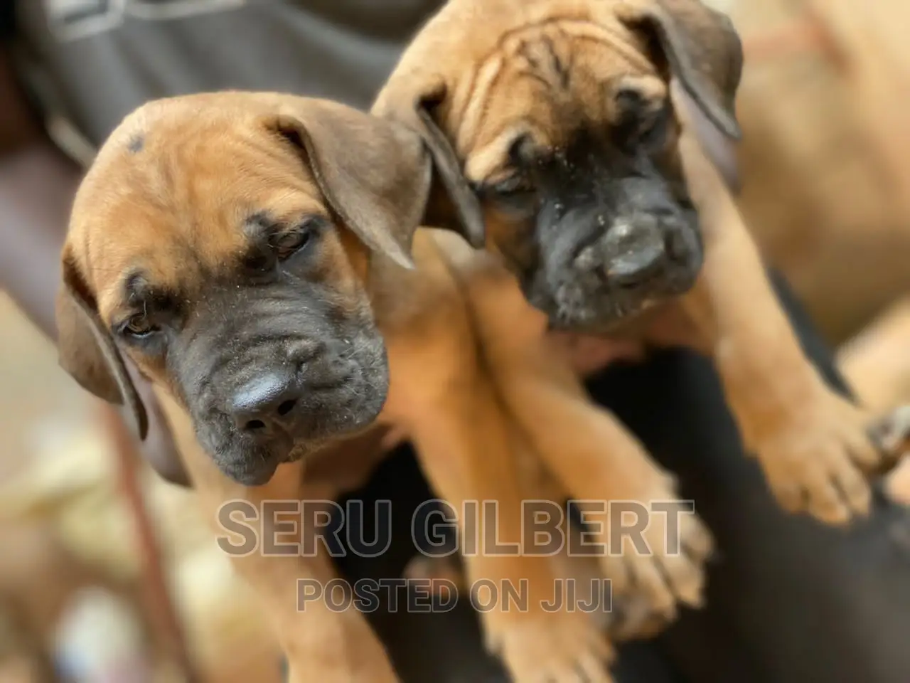 1-3 months Male Purebred Boerboel